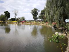 -鹅湖玫瑰文化园