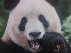 -中国大熊猫保护研究中心雅安碧峰峡基地