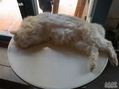 -Babycat私家御饼屋(龙头路一店)