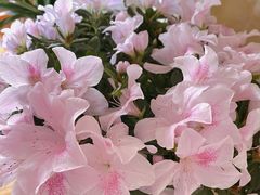 -花鸟鱼虫鲜花绿植市场(玉泉路店)