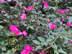 -人民公园(罗湖区)