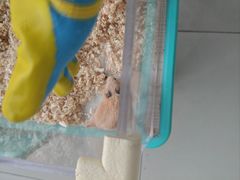 -怪兽屋·羊驼·猫咖·狗咖(俊华广场店)