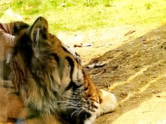 -西霞口神雕山野生动物世界