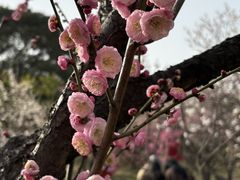 -无锡梅园公园
