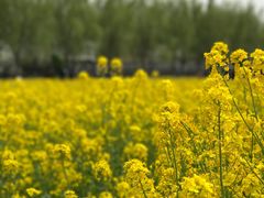 -兰陵国家农业公园