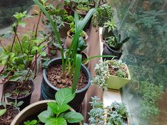 -崂山水果园农家宴(泉水鸡店)