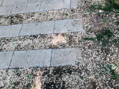 -白洋淀景区
