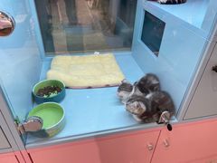 -FAELING PETS美天灵宠物(合生汇店)