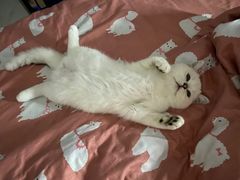 -lincat·猫舍(广州店)
