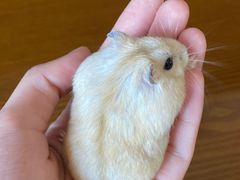 -钓仓鼠(洋桥北里小区店)