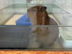 -怪兽屋·羊驼·猫咖·狗咖(俊华广场店)