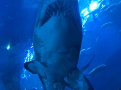 -迪拜水族馆及水下动物园