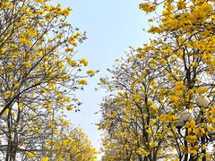 -洲头咀公园