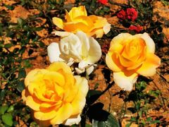 -韶关经律论国际酒店温泉