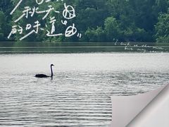 -大湾区中央湿地公园