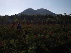 -亚龙湾国际玫瑰谷