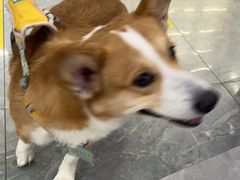 -pd派德宠物中心医院24H急重症·眼科中心·血液透析中心(嵩山北路店)