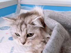 -灵美宠物诊所