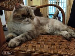 -猫色咖啡·猫咖