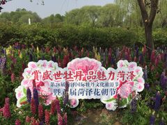 -曹州牡丹园