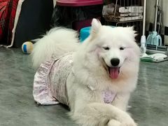 -汪说·狗咖·拼豆·宠物周边DIY(旺城大厦店)