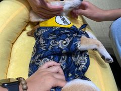 -逗柴咖啡屋·狗咖猫咖宠物桌游