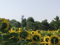 -奥林匹克森林公园北园-停车场