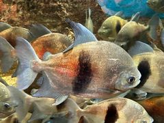 -上海海洋水族馆