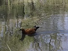 -洛阳市隋唐城遗址植物园