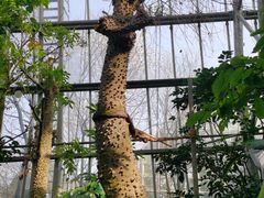 -南山植物园