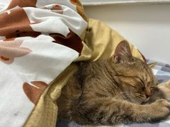 -喵zoo家庭繁育猫舍(尖东智能花园店)