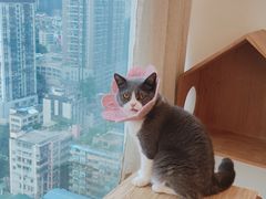 -Catmate·猫肥家润(金润铂宫店)
