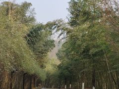 -都江堰中华大熊猫苑