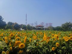 -光明农场大观园