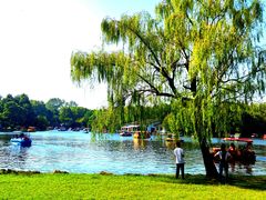 -上海共青森林公园