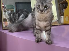-十年猫舍·猫咪专门店(普陀店)