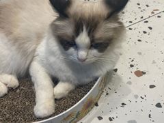 -喵喵咪呀布偶猫咖(春熙路店)