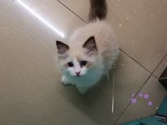 -70cat德文卷毛猫·缅因猫纯种猫舍