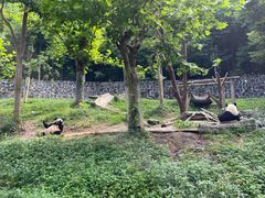 -都江堰中华大熊猫苑