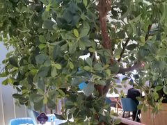 -悦海·家宴·冰花皮皮虾大锅贴(宝龙店)