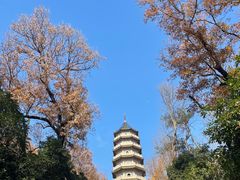 -灵谷景区