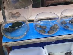 -曲阳花鸟市场(曲阳路店)
