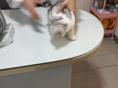 -守诺宠物医院·眼科· 特色牙科·异宠专科(虹口店)
