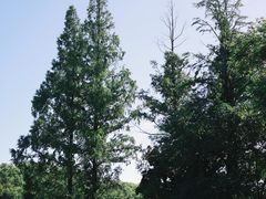 -紫金山山顶公园