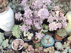 -桂林市花鸟市场