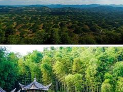 -蜀南竹海景区