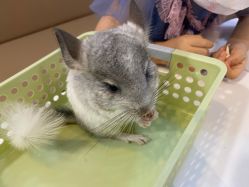 -Moni星球萌宠·小马宝莉·灵蛇·高端高阶全萌宠互动体验俱乐部(红豆国际广场店)