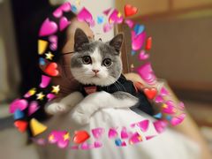 -袖虎·猫馆(体育西路店)