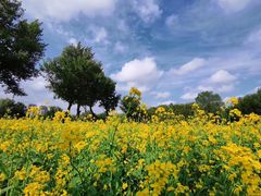 -长白岛森林公园