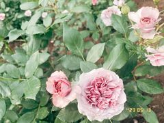 -上海辰山植物园